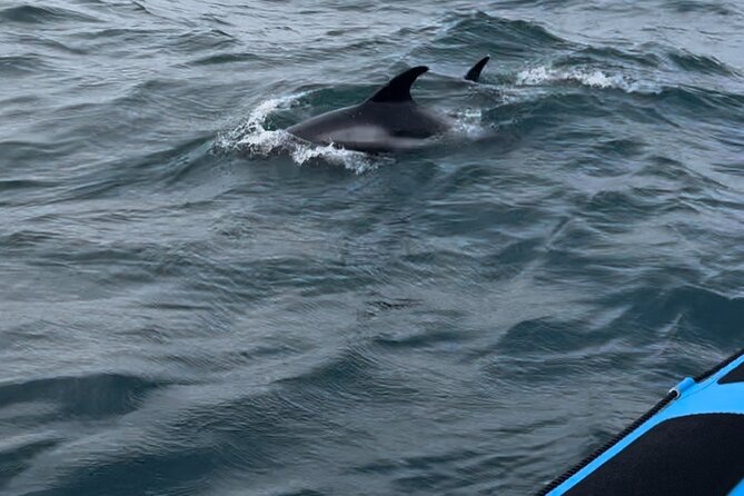 Whale Watching - RIB Boat Adventure in Kopavogur, Iceland - Who should book this outing?
