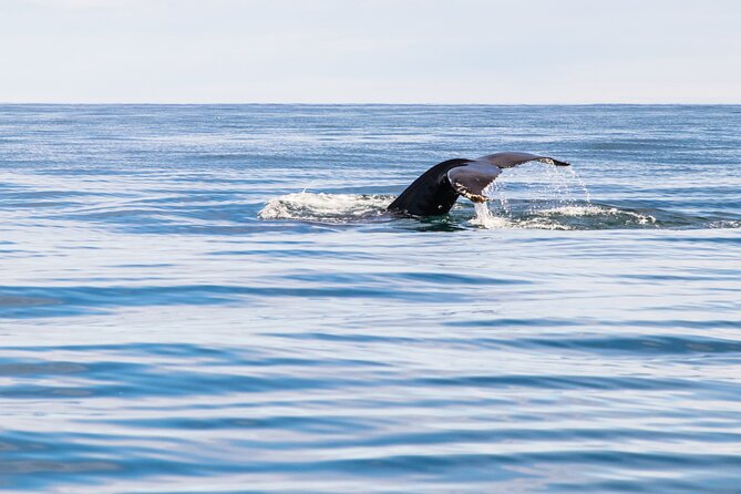 Whale Watching Tour from Akureyri City Central - What happens during the 2.5-hour search