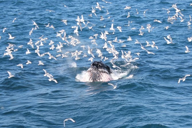 Whale Watching Tour with Professional Guide from Reykjavik - Leaving Reykjavík’s Old Harbour