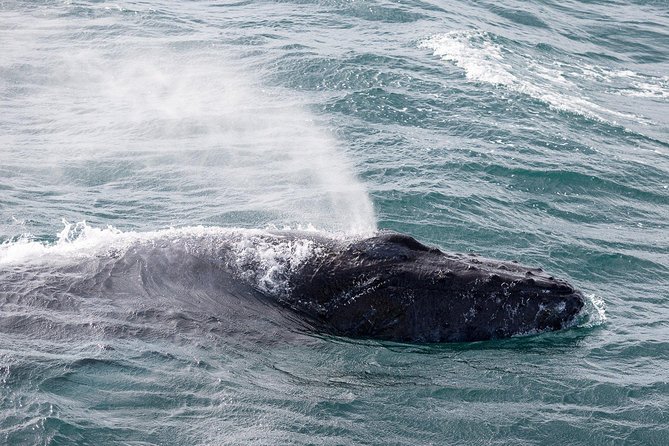 Whale Watching Tour with Professional Guide from Reykjavik - What the guide adds between sightings