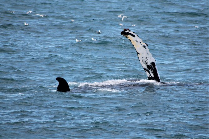 Whale Watching Tour with Professional Guide from Reykjavik - Staying warm on an Icelandic boat