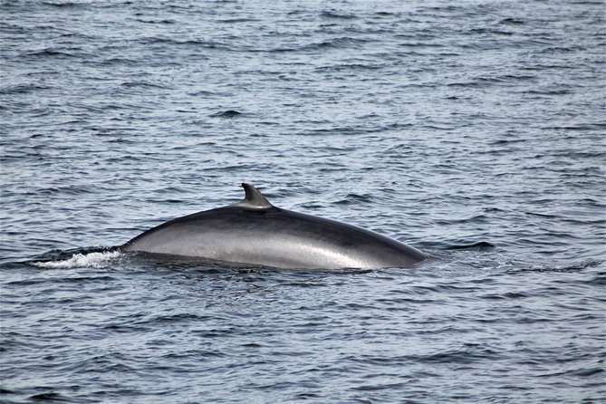 Whale Watching Tour with Professional Guide from Reykjavik - The scenery keeps the trip worthwhile