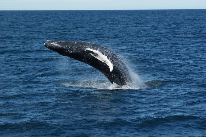Whale Watching Tour with Professional Guide from Reykjavik - Is $97 a fair price?