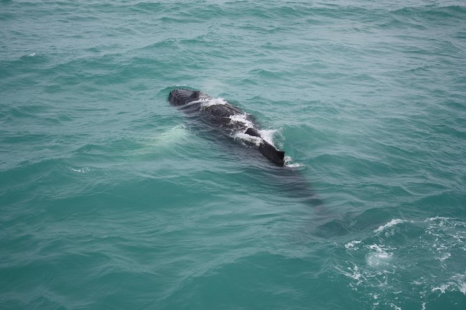 Whale Watching Tour with Professional Guide from Reykjavik - Who will enjoy this boat trip most?