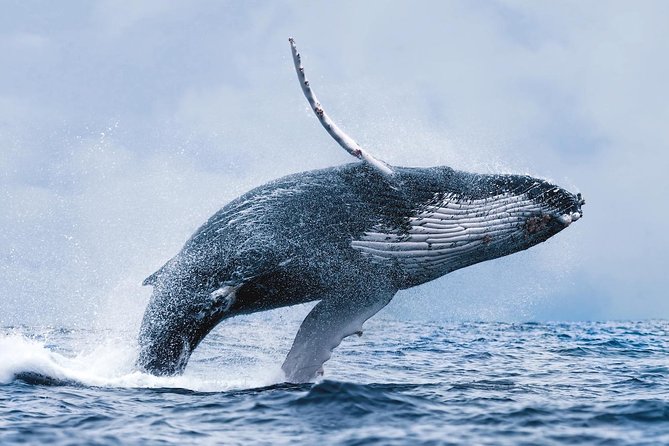 Whale Watching Tour with Professional Guide from Reykjavik - Wildlife watching without false promises