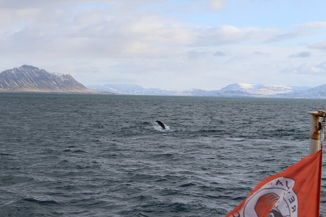 Whale Wonders Morning Expedition from Reykjavík - Quick points to know