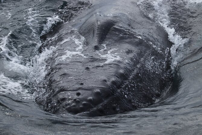 Whale Wonders Morning Expedition from Reykjavík - What Faxaflói Bay can offer