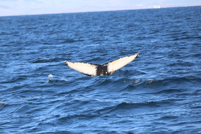 Whale Wonders Morning Expedition from Reykjavík - How the guides help you find the animals