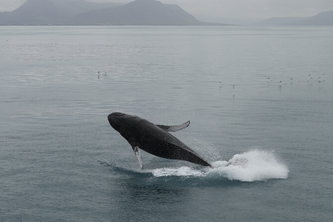 Whale Wonders Morning Expedition from Reykjavík - Seasickness, clothing, and small comfort details