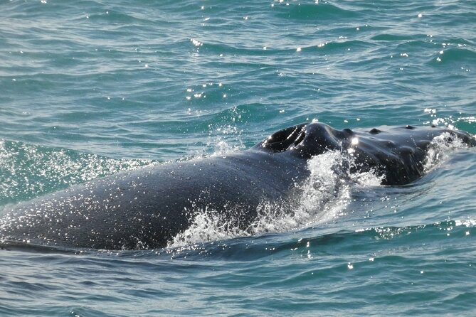 Whale Wonders Morning Expedition from Reykjavík - Is $97 a fair price?