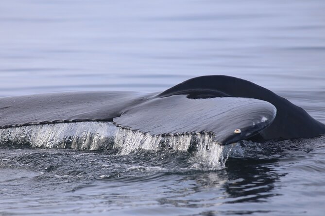 Whale Wonders Morning Expedition from Reykjavík - Weather can change the morning