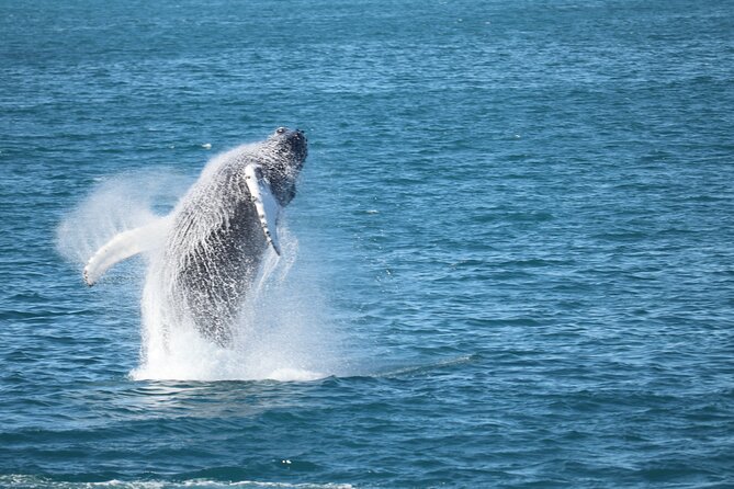 Whale Wonders Morning Expedition from Reykjavík - The boat setup, from warm cabin to open deck
