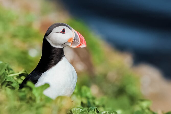 Whales and Puffins Tour from Husavik - Key points to know before booking