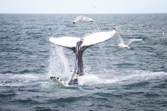 Whales and Puffins Tour from Husavik - From Húsavík harbor to Puffin Island