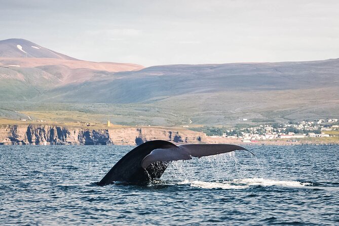 Whales and Puffins Tour from Husavik - Why the crew makes a difference