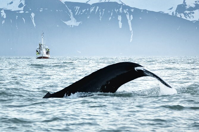 Whales and Puffins Tour from Husavik - Warm overalls and a sweet finish