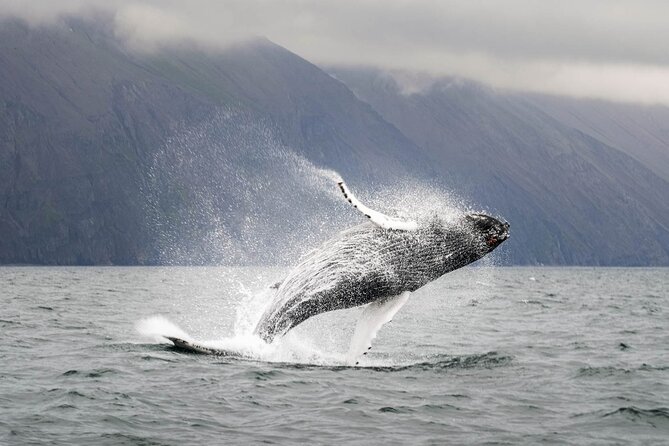 Whales and Puffins Tour from Husavik - What a good sighting can look like