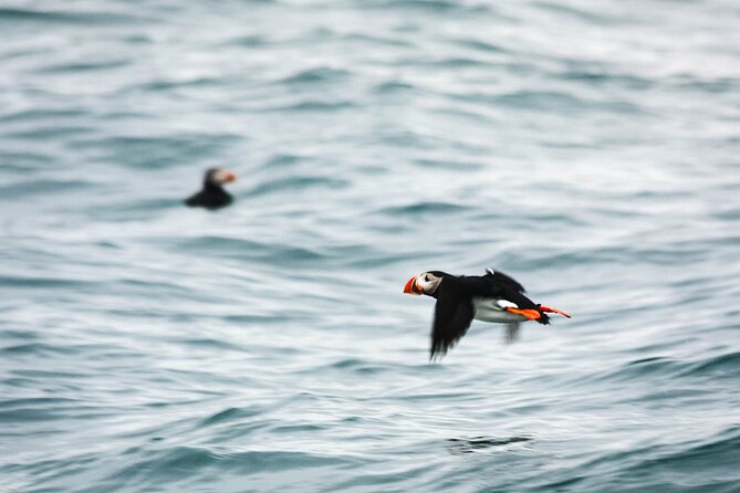 Whales and Puffins Tour from Husavik - Practical details for families and first-time whale watchers