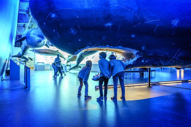 Whales Of Iceland Admission Ticket - The Fin Whale Theatre Adds Weight to the Visit