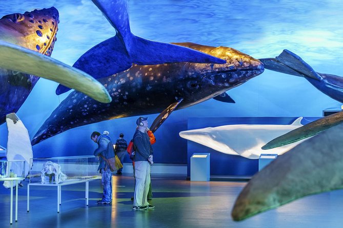 Whales Of Iceland Admission Ticket - Guided Tours at 11:00 and 15:00