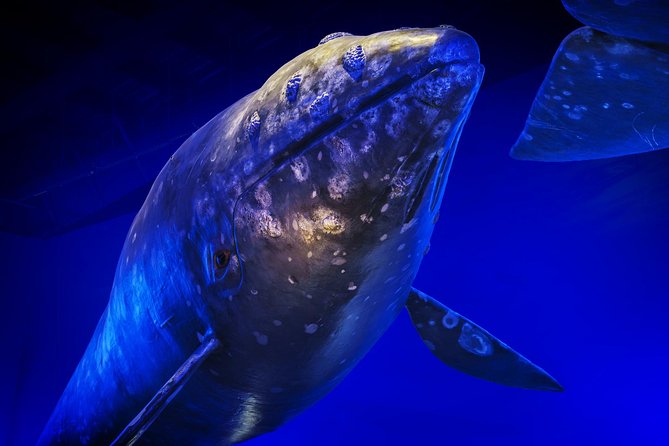 Whales Of Iceland Admission Ticket - Price, Value, and Who Will Enjoy It