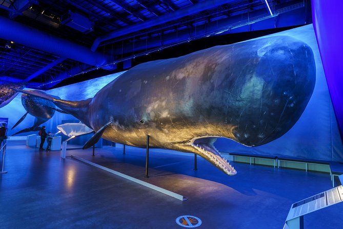Whales Of Iceland Admission Ticket - The Models: Scale You Can Actually Feel