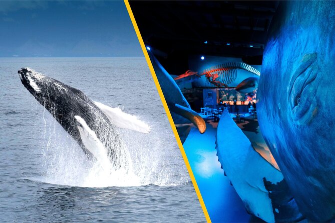 Whales of Iceland from Land and Sea - What happens on the 3 to 3.5-hour cruise