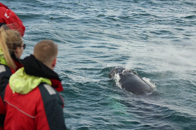 Winter Whale Watching and Northern Lights Cruise from Reykjavik - The evening search for the Northern Lights