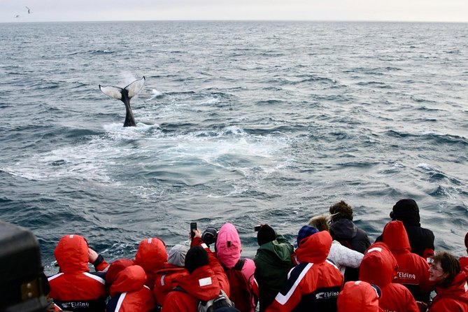 Winter Whale Watching and Northern Lights Cruise from Reykjavik - Warm clothing, indoor space, and practical comfort