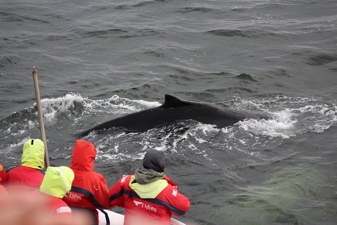 Winter Whale Watching and Northern Lights Cruise from Reykjavik - Booking tips for a better chance